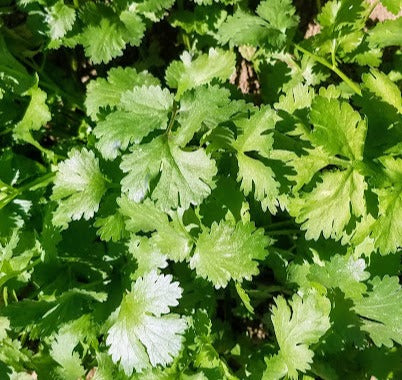 Cilantro, Caribe