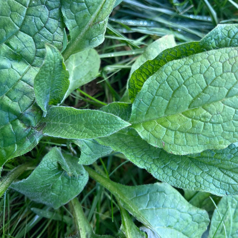 Comfrey, Russian - Root Crown Cuttings