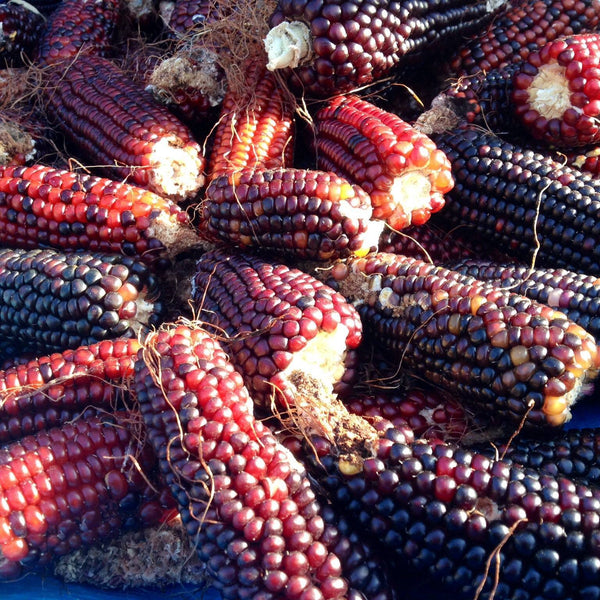 Corn, Cassiopeia