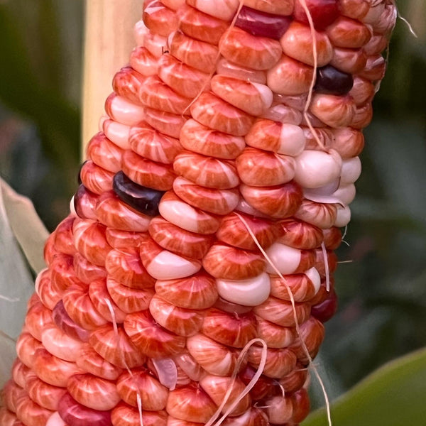 Siskiyou Seeds Originals