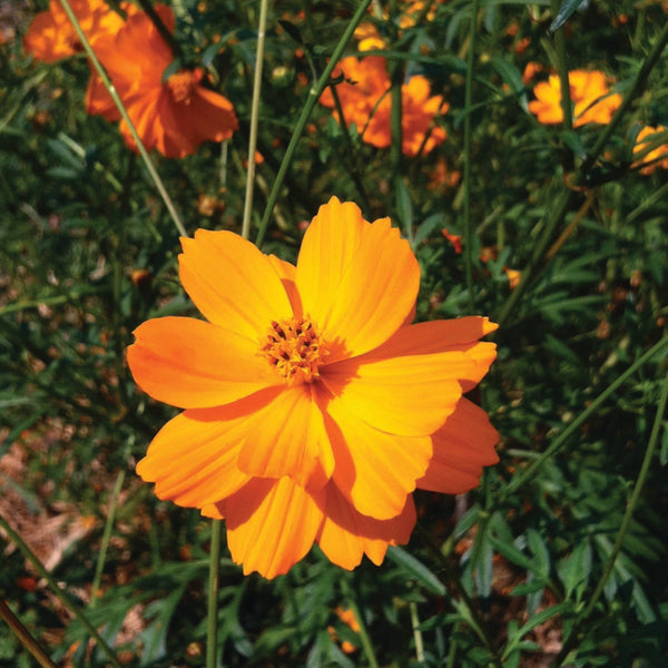 cosmos flower seed Bright Lights Cosmos (Cosmos sulphureus)