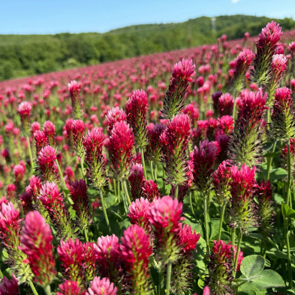 Cover Crop, Crimson Clover