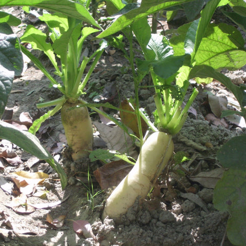 Cover Crop, Daikon
