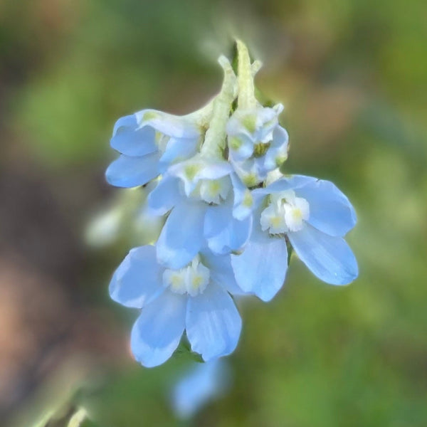 Delphinium, Cliveden Beauty