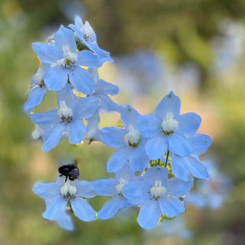 Delphinium, Cliveden Beauty