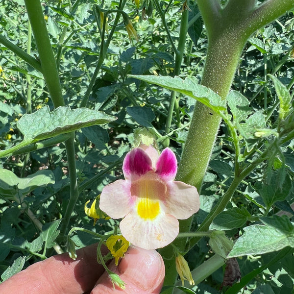devil's claw plant seeds for sale Devil’s Claw