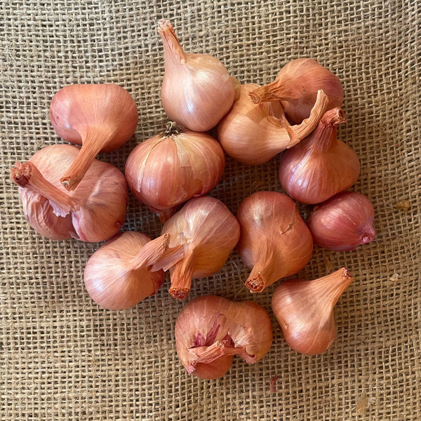 Shallot, Dutch Red