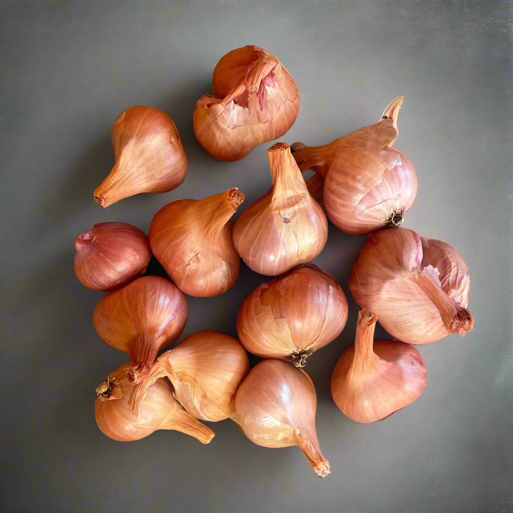 shallot-dutch-red-siskiyou-seeds