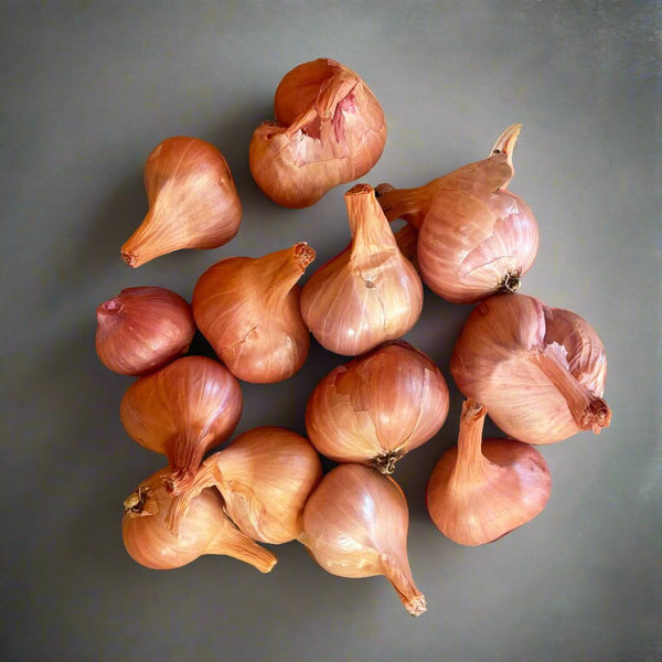 Shallot, Dutch Red