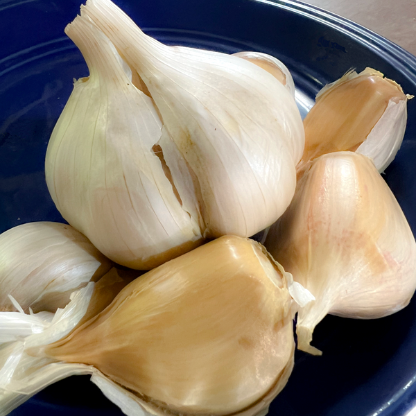 Elephant Garlic