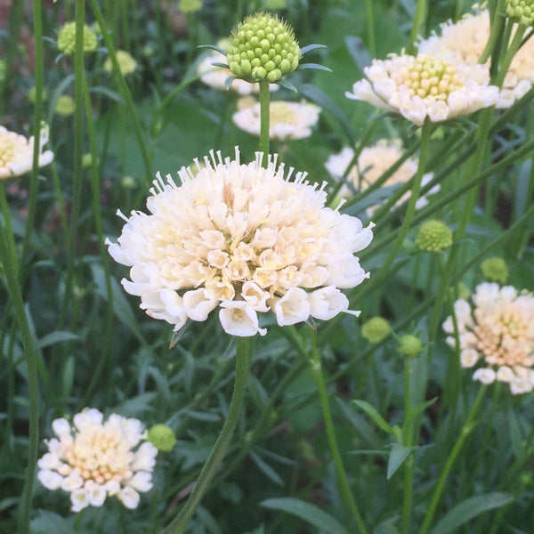 Scabiosa, Fata Morgana