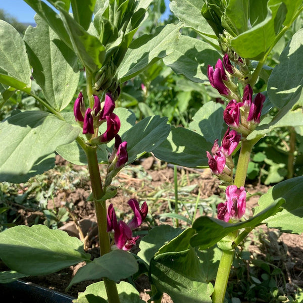 Close-up of a fava plant with green leaves and crimson flowers.