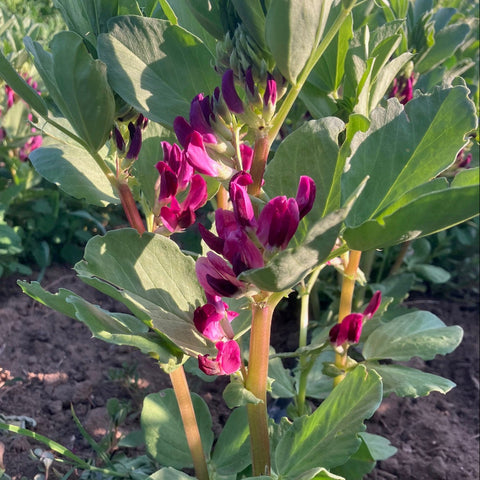 Beans, Fava, Crimson Flowered