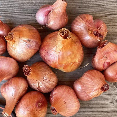 Shallots, French Red