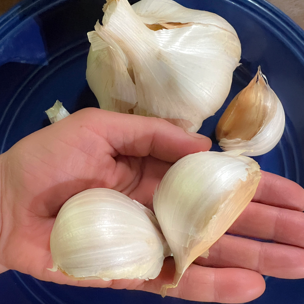 Elephant Garlic