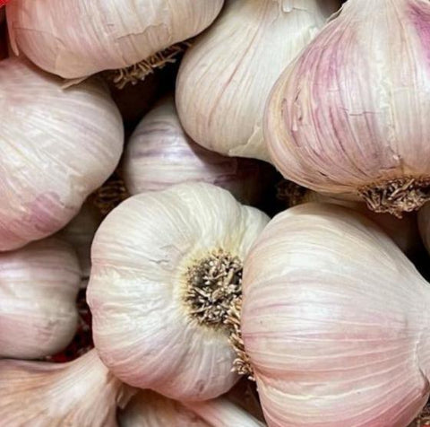 Garlic, Romanian Red *NEW*