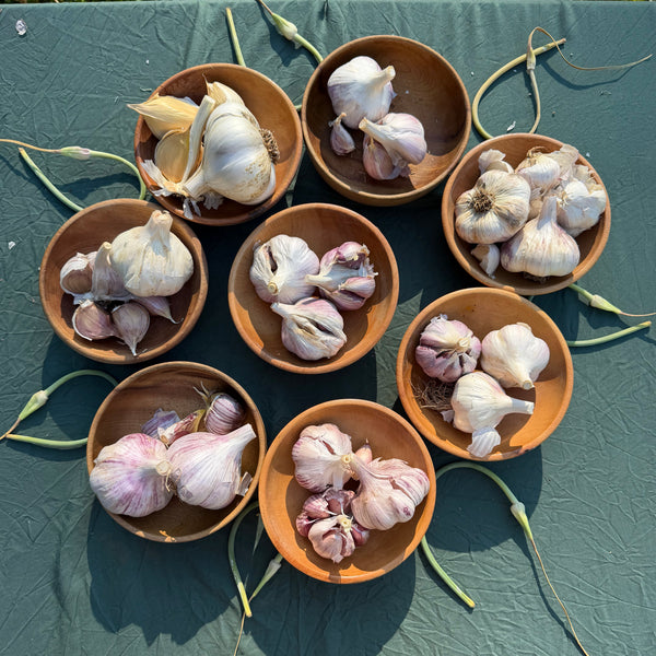 Garlic Sampler - Certified Organic