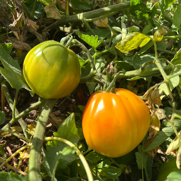 Tomato, Old Carolina