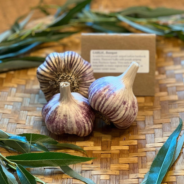Garlic Sampler, Hardneck