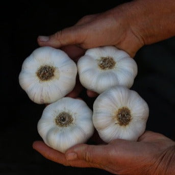Garlic, Inchelium Red