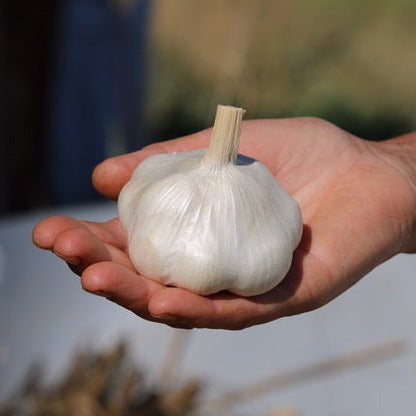 Garlic, Inchelium Red