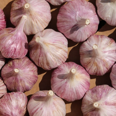 Garlic, Chesnok Red Purple Stripe