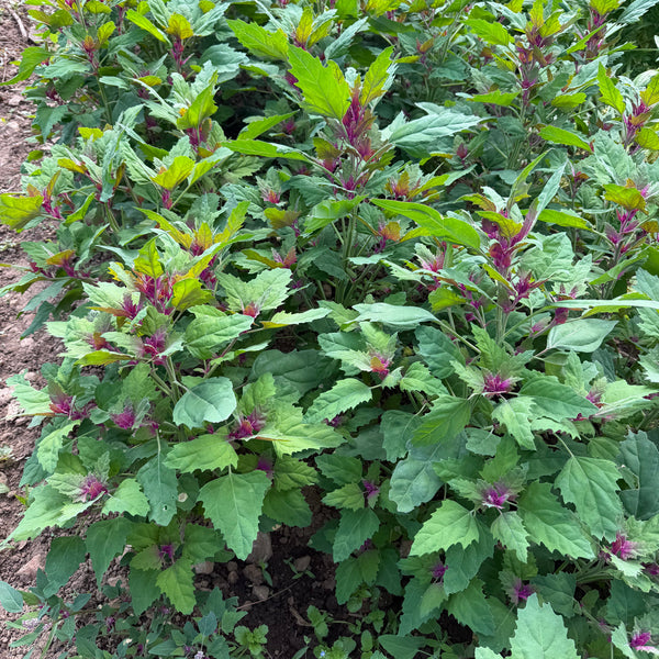 Lambsquarters, Magenta