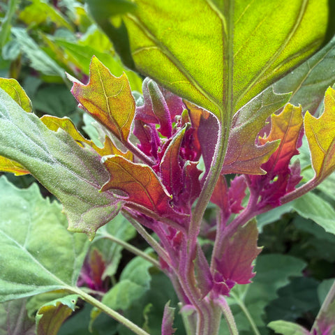 Lambsquarters, Magenta