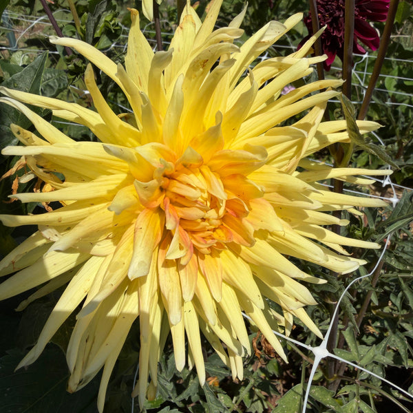 Dahlia, Cabana Banana
