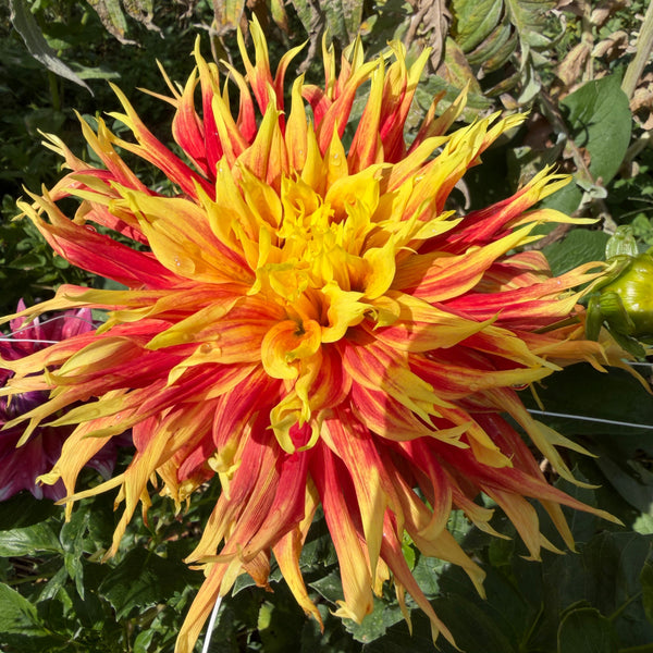 Dahlia, Show 'N Tell