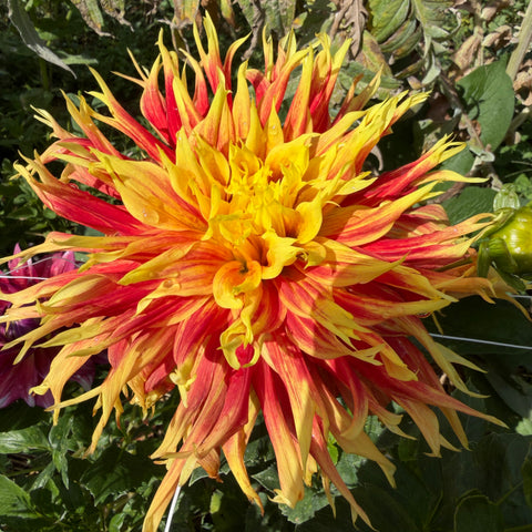 Dahlia, Show 'N Tell