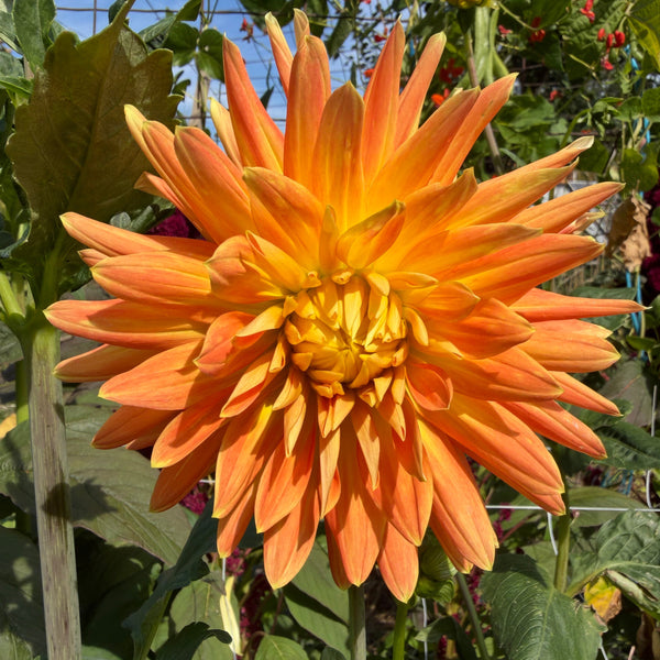 Dahlia, Cabana Banana