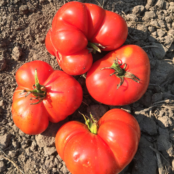 Tomato, Oaxacan Pink