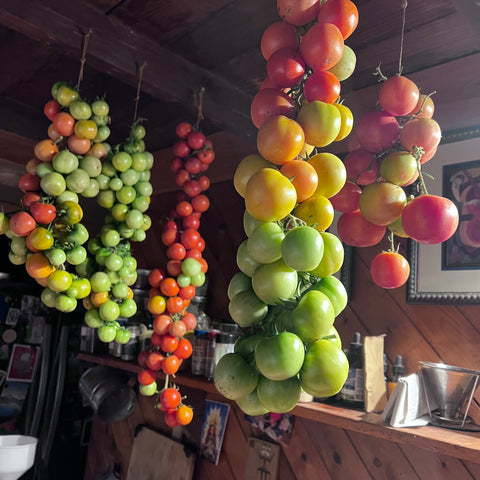 Tomato, de Colgar Bombeta, storage