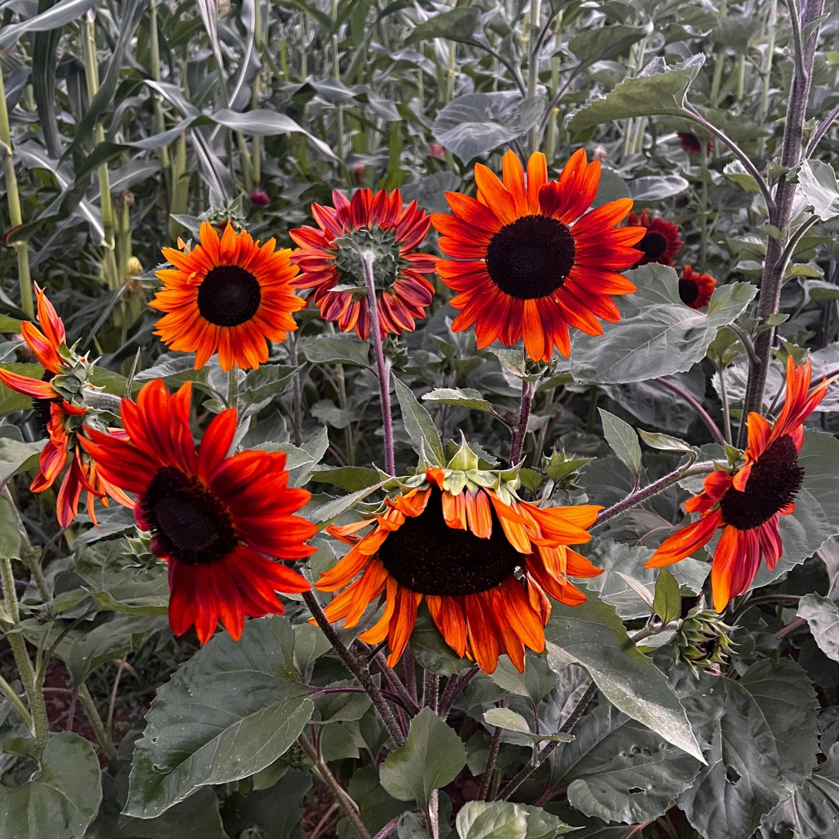 planting red sunflower seeds Sunflower, Red Sun
