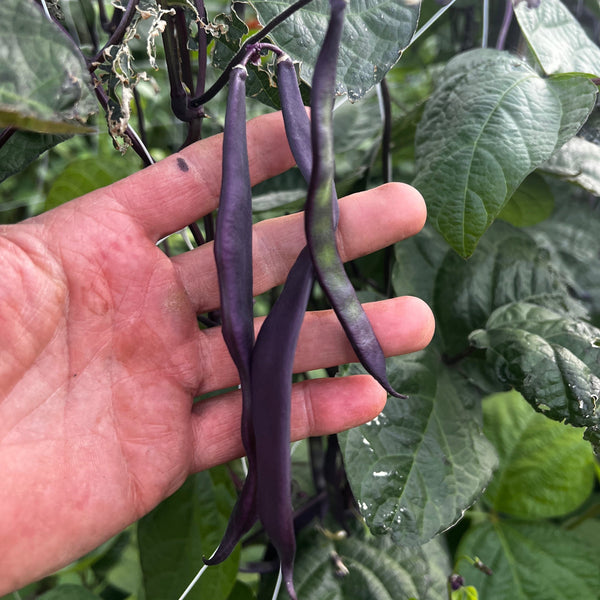 Beans, Oregon Giant Pole, Purple Romano
