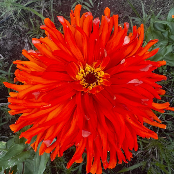 Zinnia, Orange Anemone