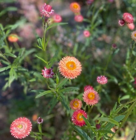 Strawflower, Apricot Mix