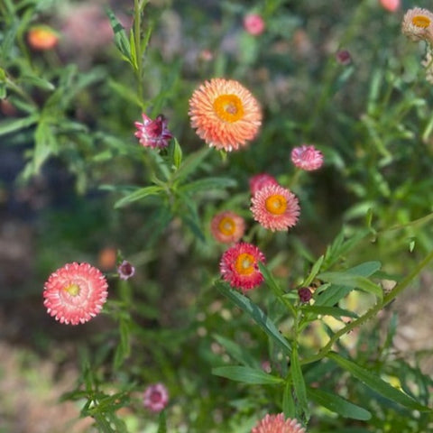 Strawflower, Apricot Mix