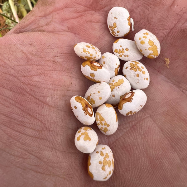 Beans, Zuni Gold Trailing