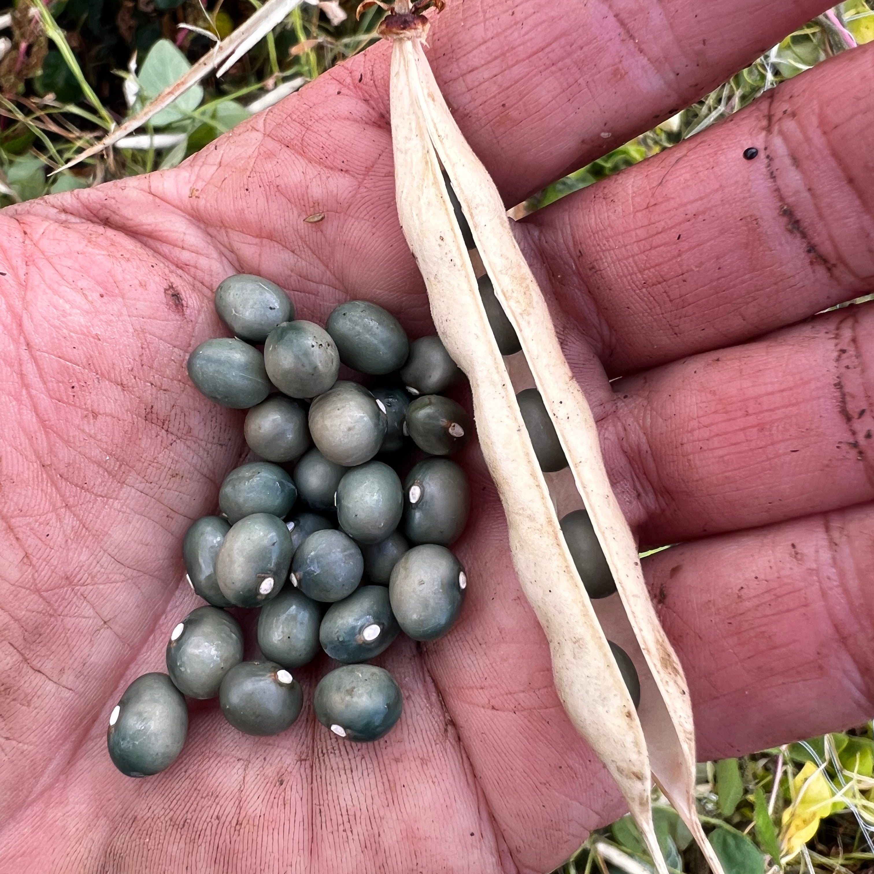 green beans seeds for planting Beans, Army, Pole