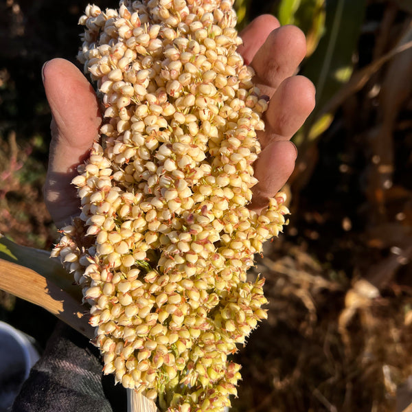 Sorghum, Muhia Kenya