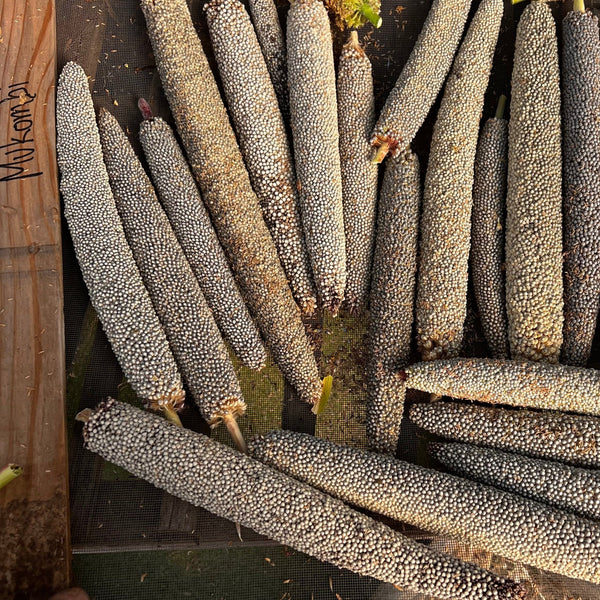 Milllet, Mukombi, Pearl