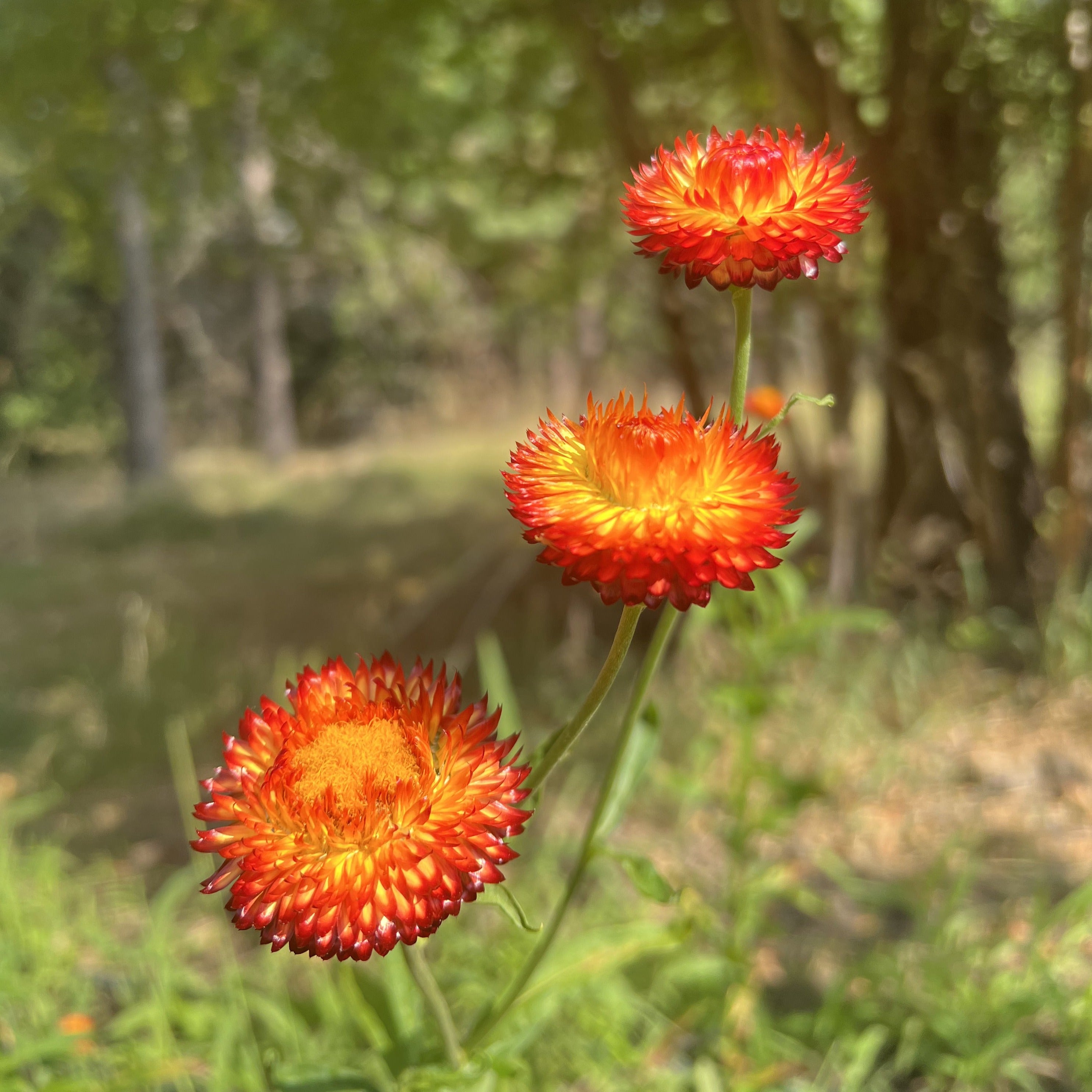 Strawflower, Copper Red Siskiyou Seeds
