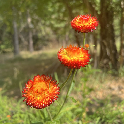 Strawflower, Copper Red