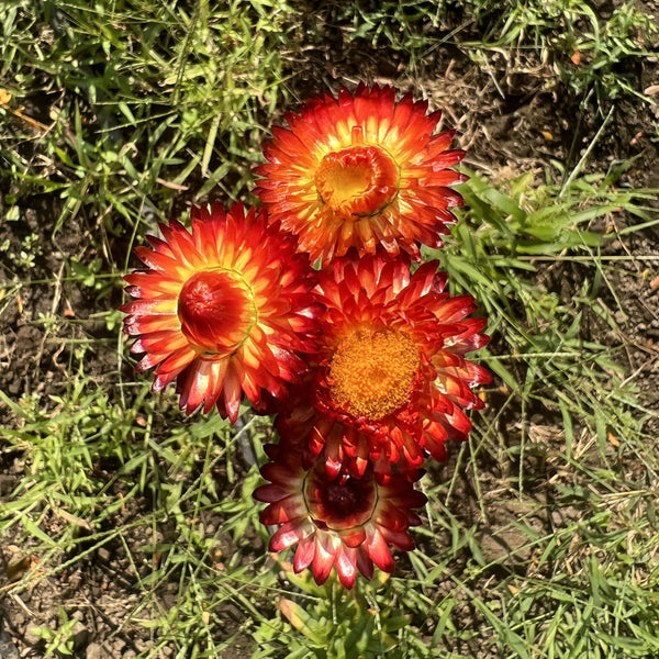 Strawflower, Copper Red