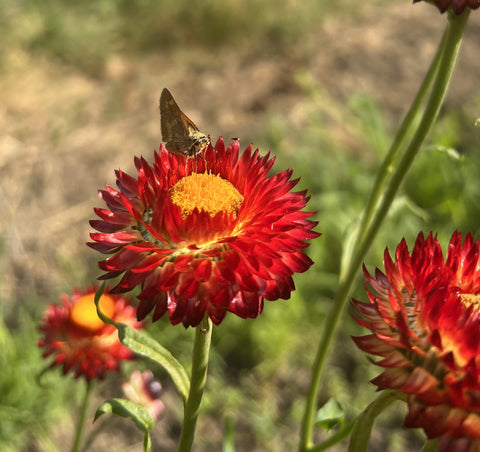 Strawflower, Copper Red