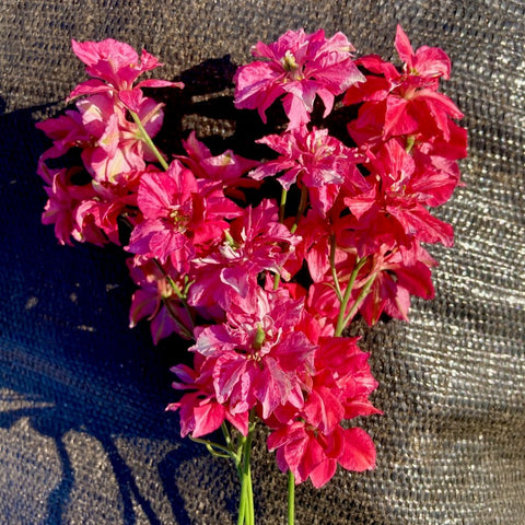 Larkspur, Fancy Rose Striped