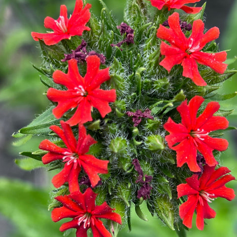 Maltese Cross