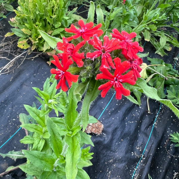 Maltese Cross
